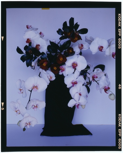 Nobuyoshi Araki, Flowers, s.d., stampa alla gelatina ai sali d’argento Courtesy l’artista e Yoshiko Isshiki Office, Tokyo Nobuyoshi Araki, Flowers, s.d., stampa alla gelatina ai sali d’argento Courtesy l’artista e Yoshiko Isshiki Office, Tokyo